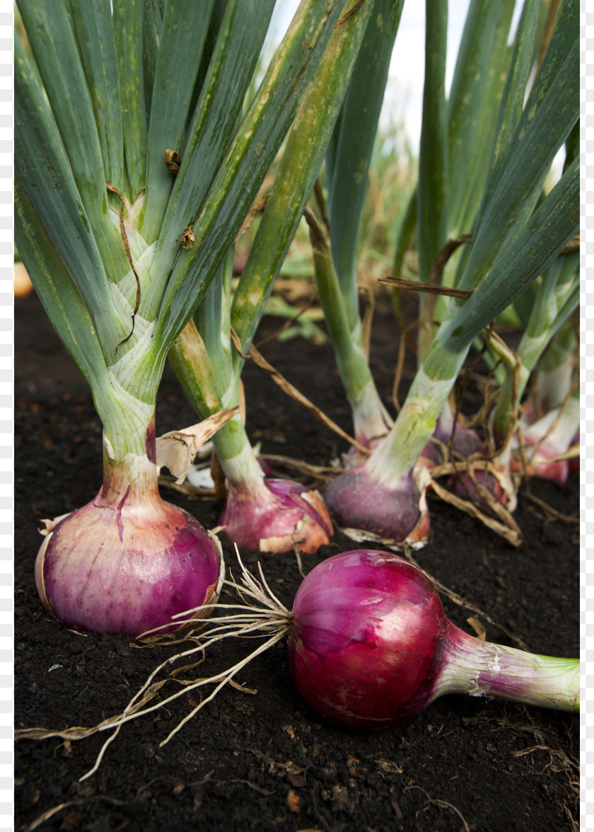 Onion Garlic Potato Plant Seed Sowing PNG