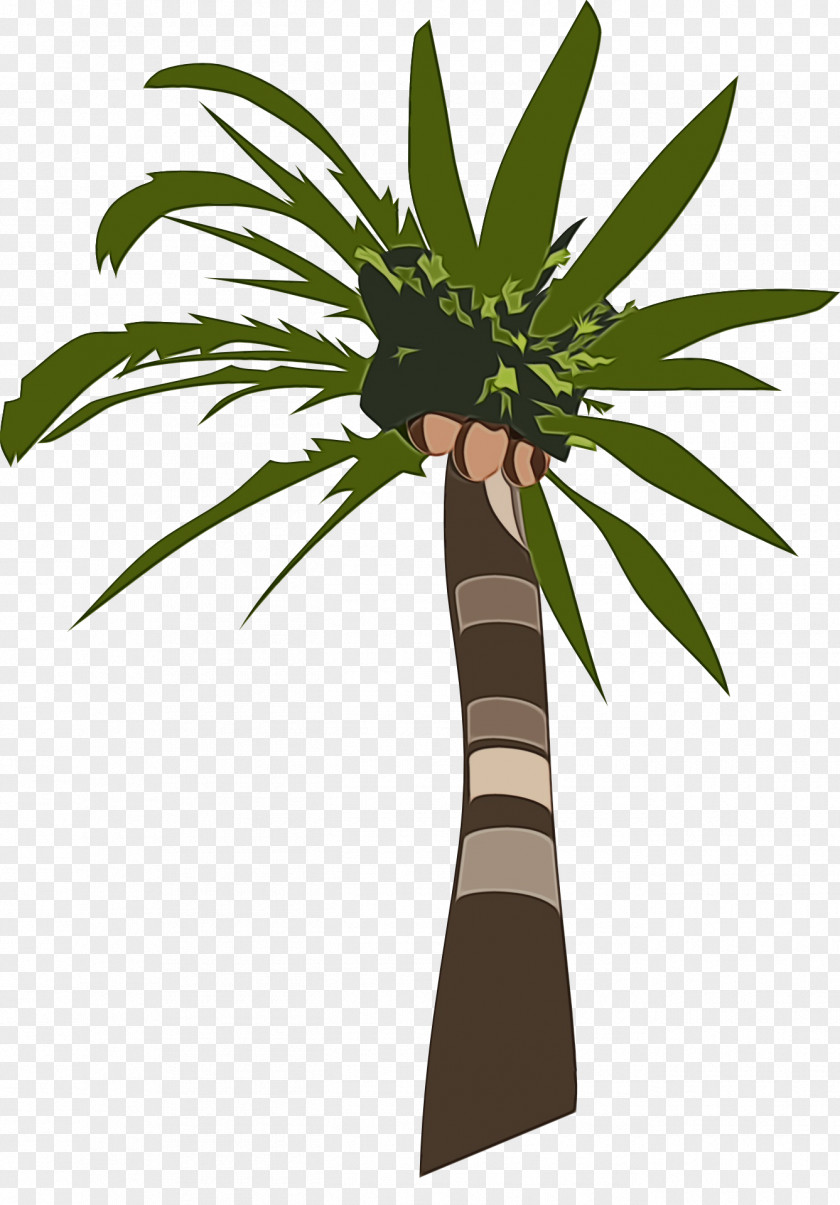 Shrub Vascular Plant Cartoon Palm Tree PNG
