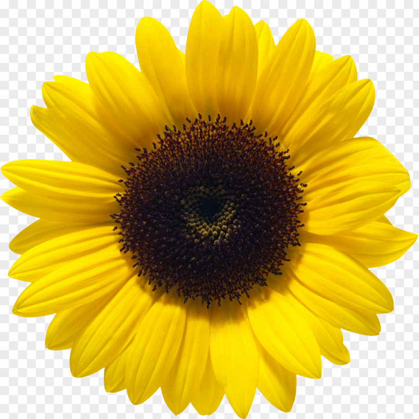 Sunflower Oil Common Seed Clip Art PNG