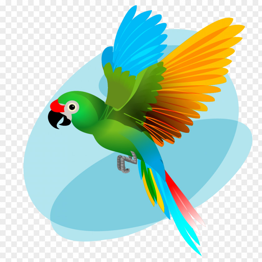 Bird Macaw Beak Budgerigar PNG
