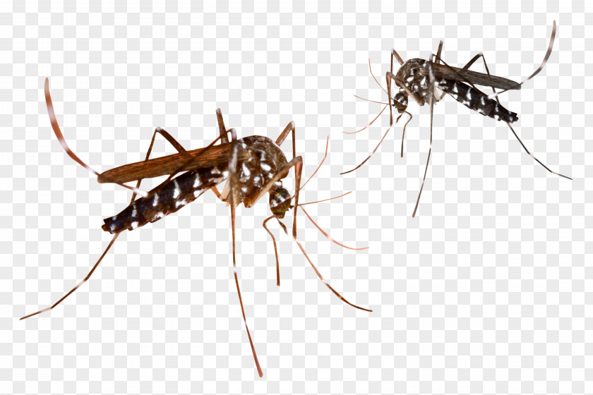 Mosquitos Mosquito PNG