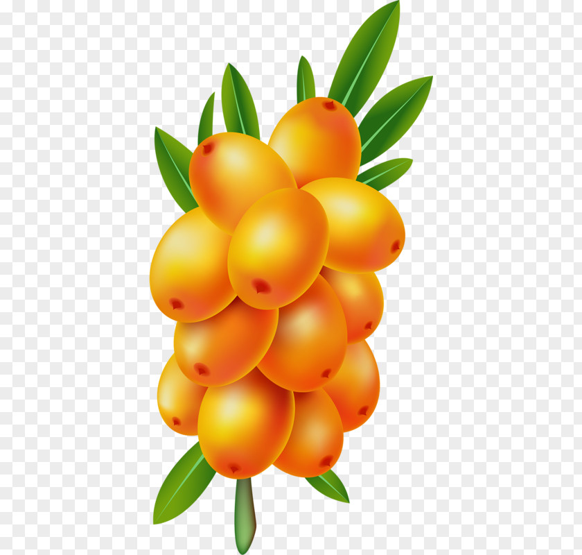 Umum Laut Buckthorn Seaberry Vector Graphics Stock Illustration PNG