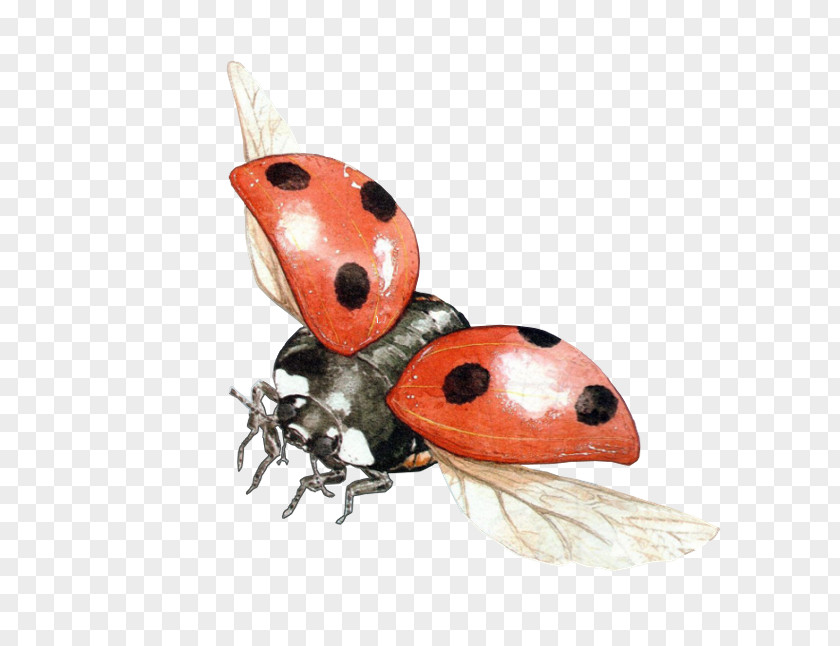 Beetle Ladybird Transparency Clip Art PNG
