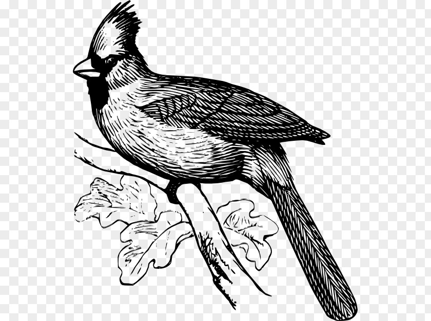 Bird Coloring Book Northern Cardinal Clip Art PNG