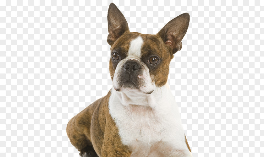 Cat Boston Terrier Olde English Bulldogge Soft-coated Wheaten Dog Breed PNG