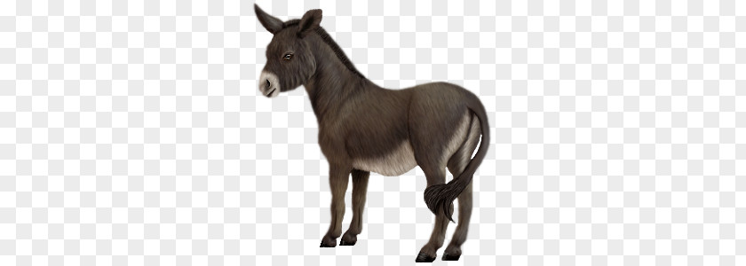 Donkey PNG clipart PNG