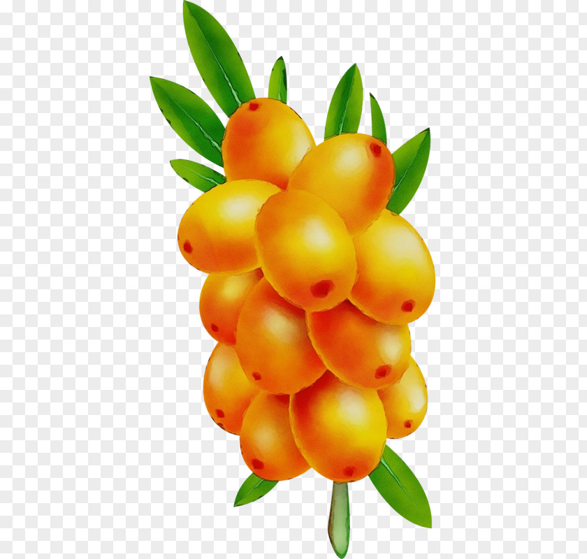 Fruit Tree Hippophae PNG