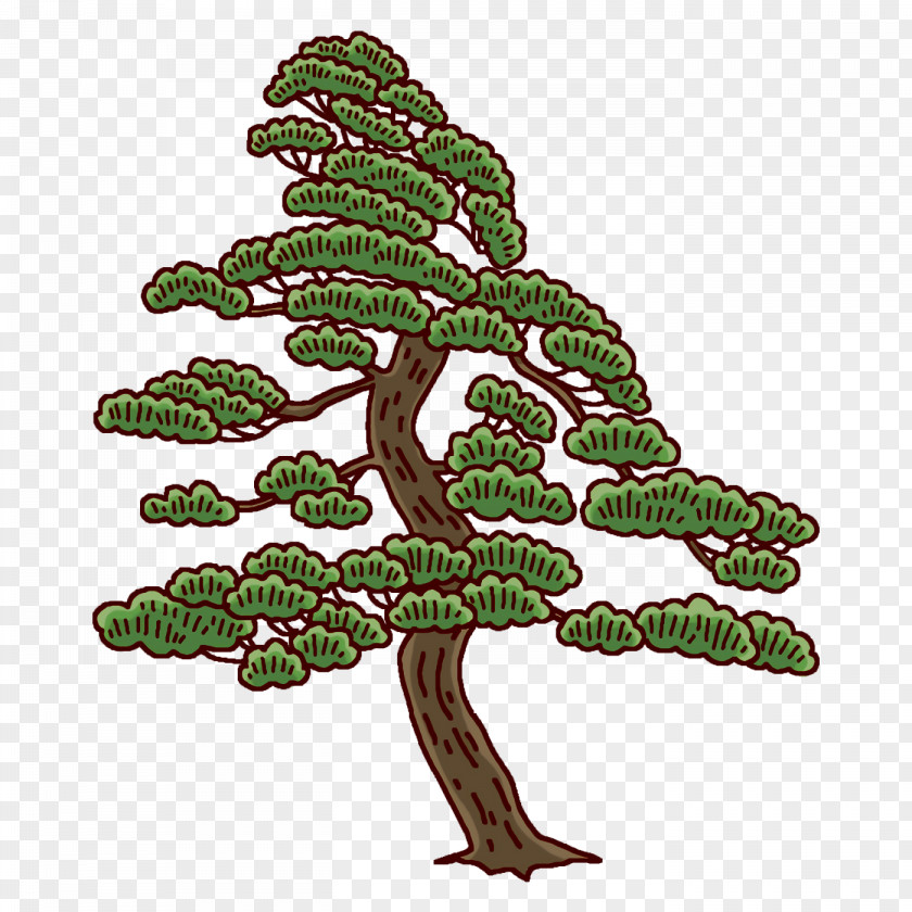 Leaf Pine Family Flower Plants PNG