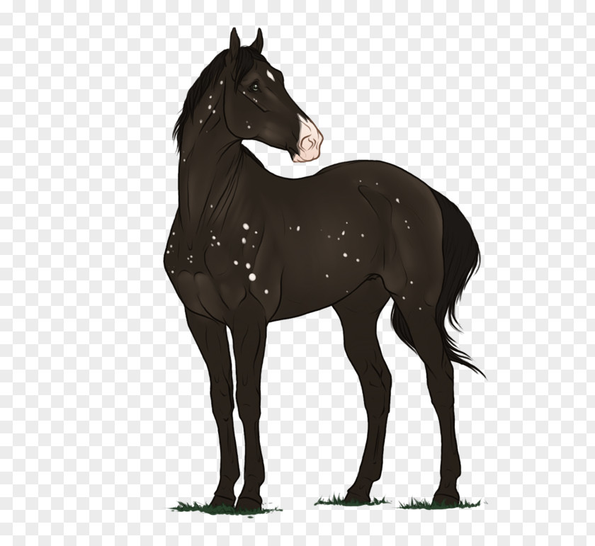 Mustang Stallion Foal Mare Colt PNG