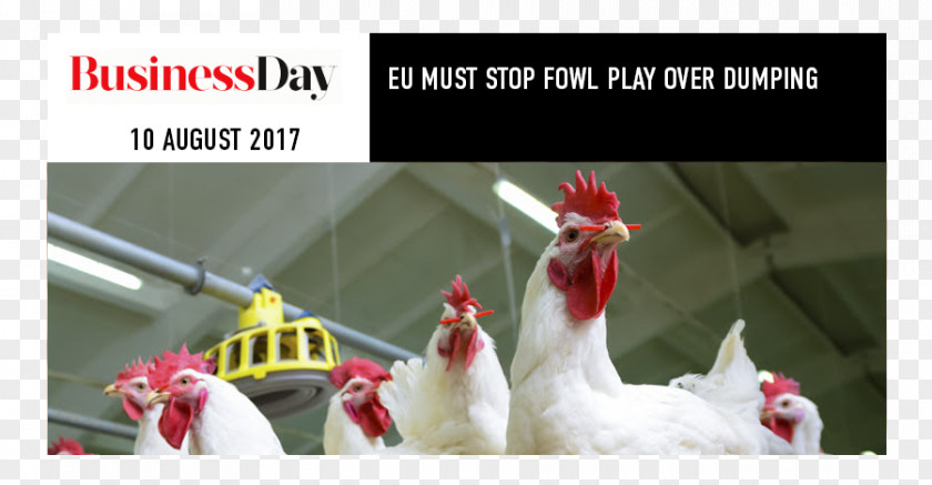 Play Stop Chicken As Food Poultry Farming PNG