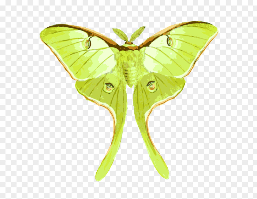 Watercolor Ribbon Butterfly Luna Moth Insect Drawing PNG