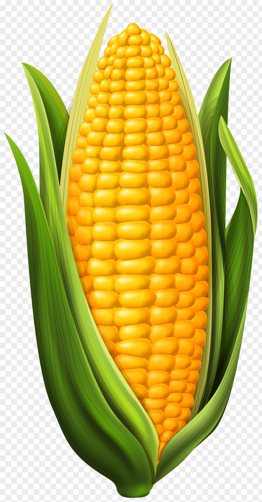 Corn Clip Art Image On The Cob Maize PNG