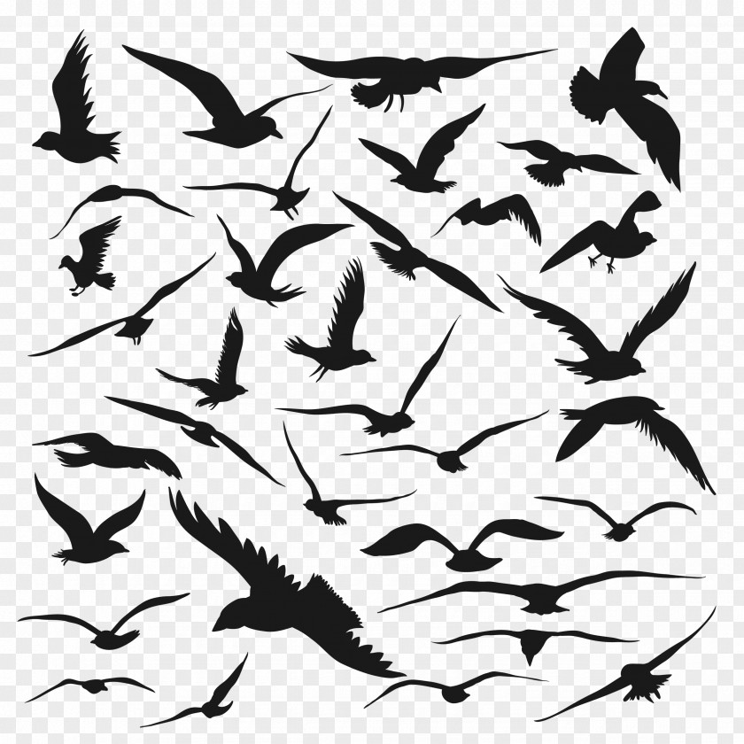 Flight Bird Silhouette Drawing Vector Graphics PNG