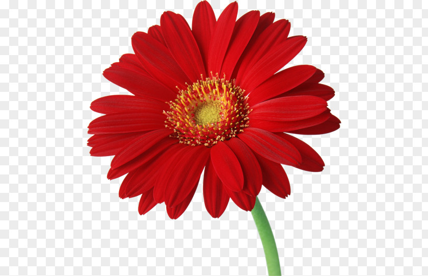 Flower Transvaal Daisy Desktop Wallpaper Family Clip Art PNG