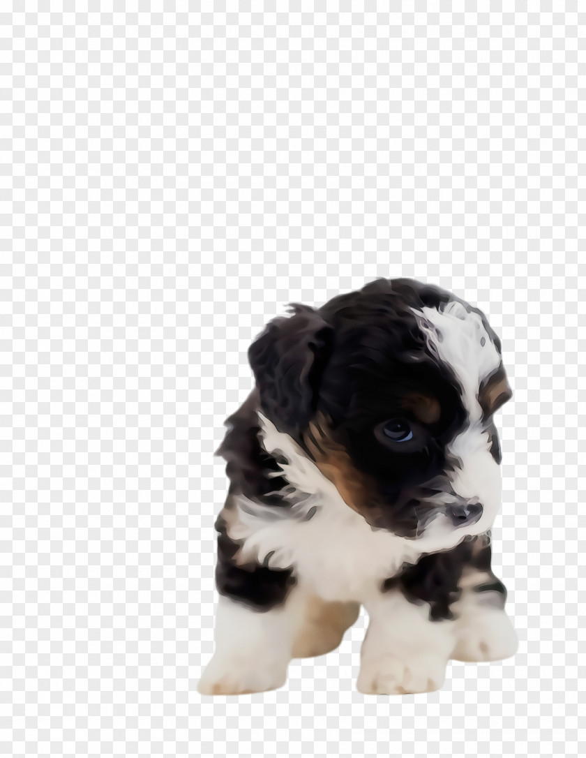 Lhasa Apso Sporting Group Cute Dog PNG