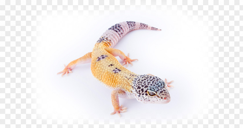 Lizard Common Leopard Gecko Reptile Pet PNG