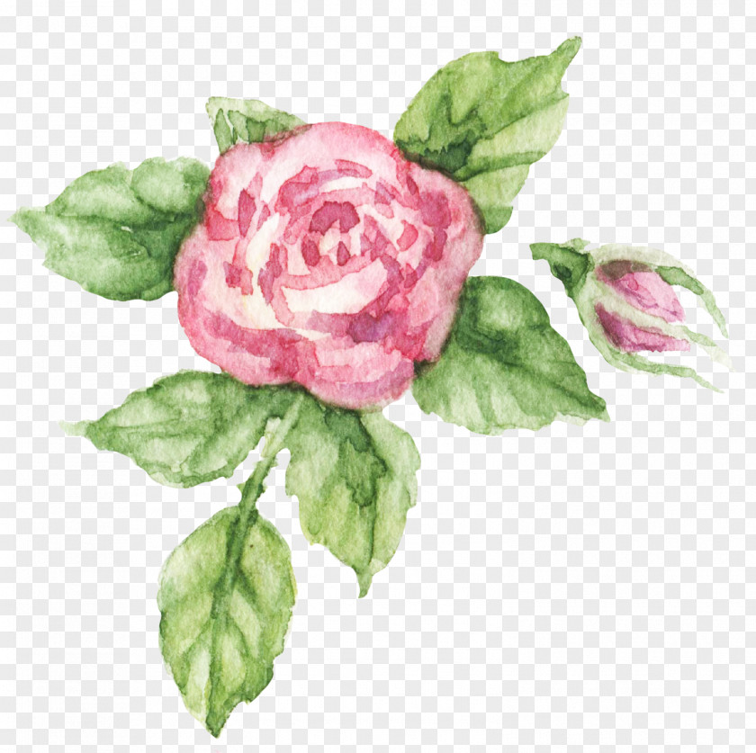 Rose Order Common Peony Watercolor Pink Flowers PNG