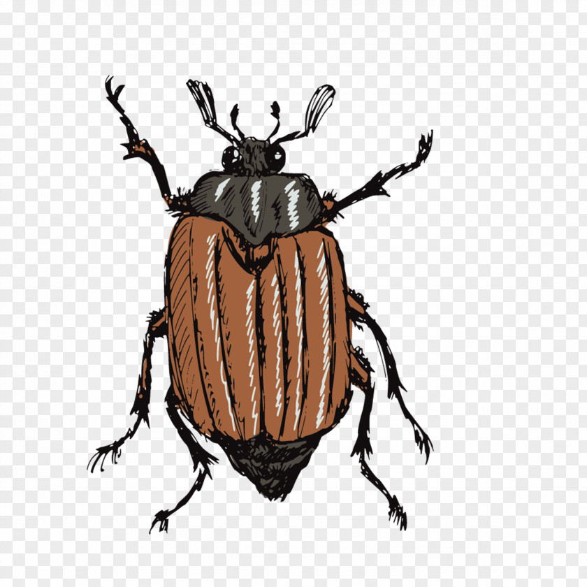 Beetle Drawing Stock Photography Illustration PNG