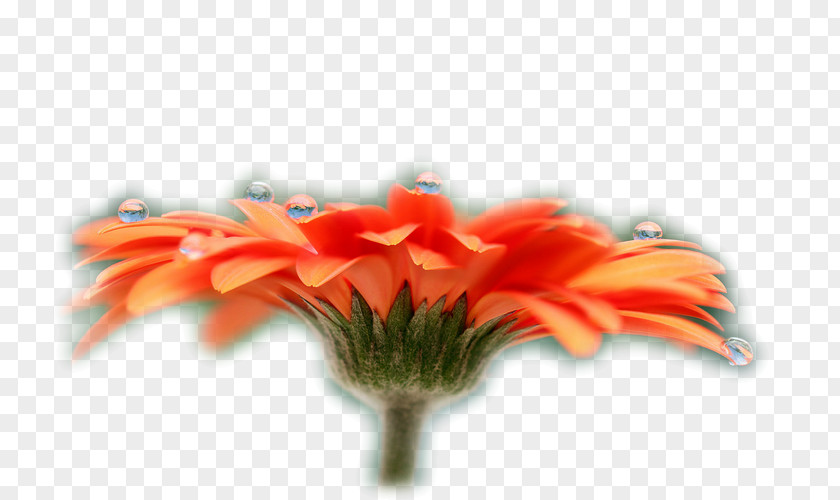 Flower Desktop Wallpaper Beautiful High-definition Television PNG