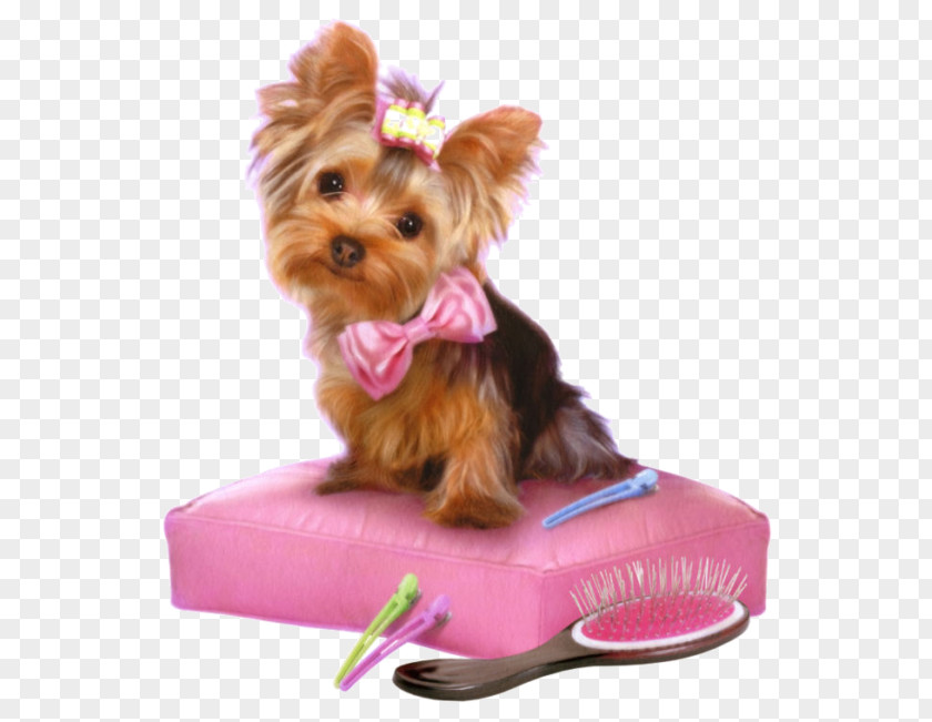 Lovely Puppy Yorkshire Terrier Dog Breed Canidae Companion PNG