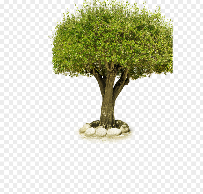 Plant Pattern Food Natural Environment Tree PNG