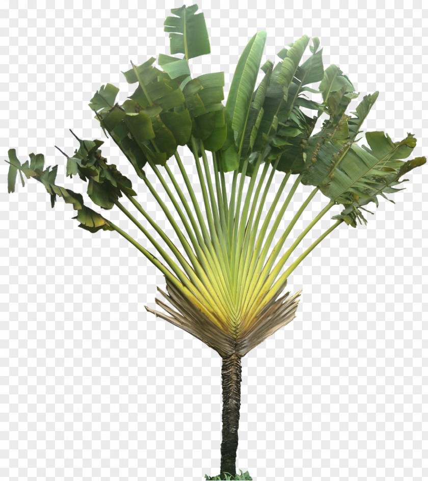 Tropical Tree Ravenala Arecaceae Plant PNG