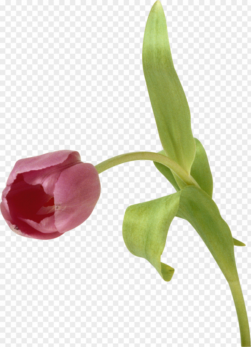 Tulip Flower Pink Clip Art PNG