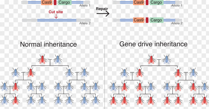 Gene Drive Genetic Engineering CRISPR Genetics PNG