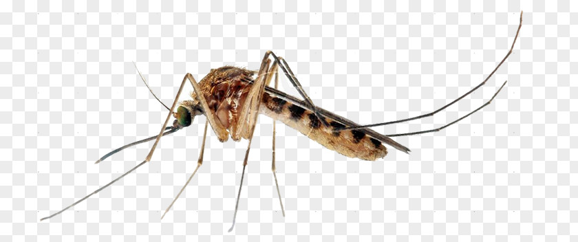 Insect Yellow Fever Mosquito Control Ovitrap Marsh Mosquitoes PNG