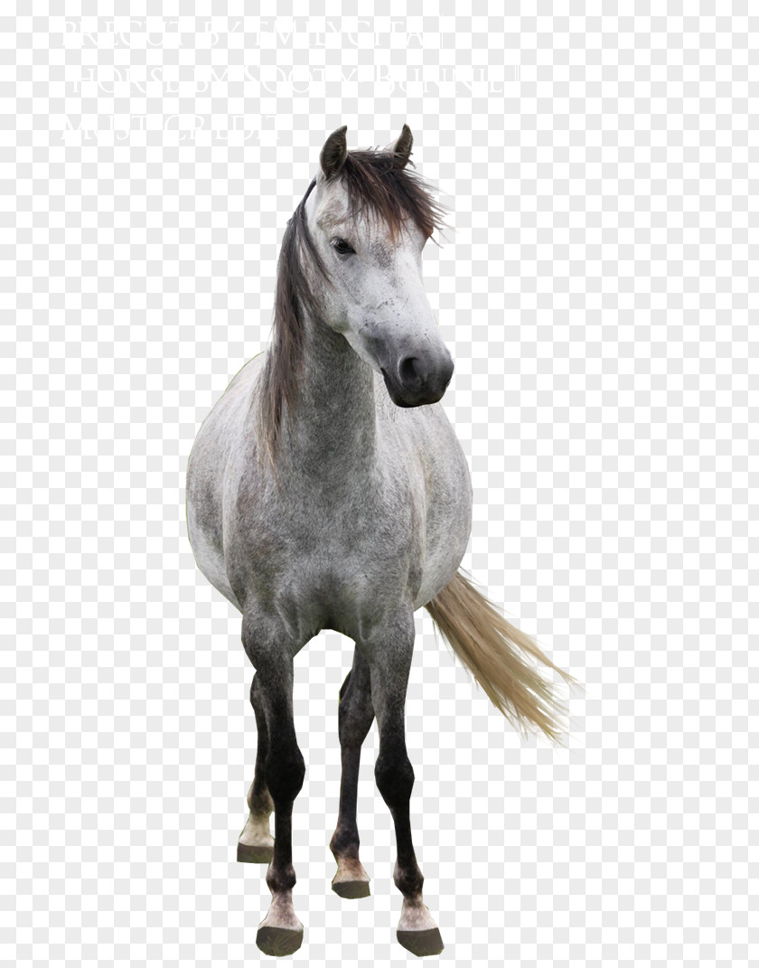 Mustang Arabian Horse Mane Stallion Andalusian PNG