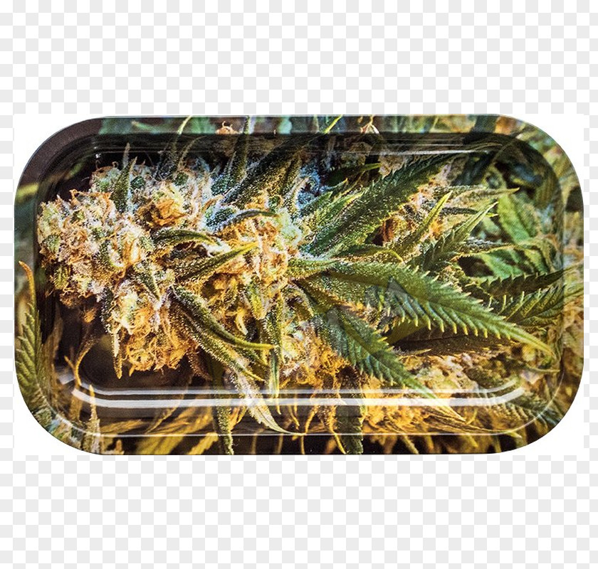 Sativa Smoking OCB Tray Metal Paradis Artificiels Festival PNG