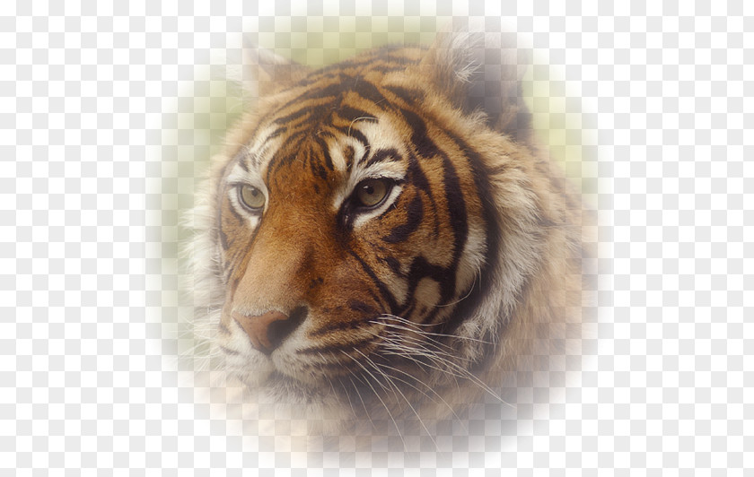 Tiger Love Emotion Kiss Centerblog PNG