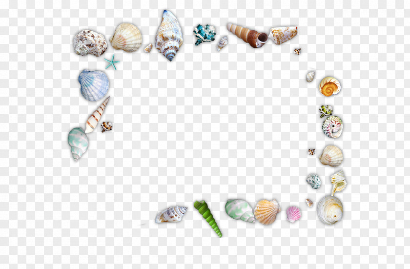 All Kinds Of Conch, Shells, Sand, Sea Seafood Seashell Snail PNG