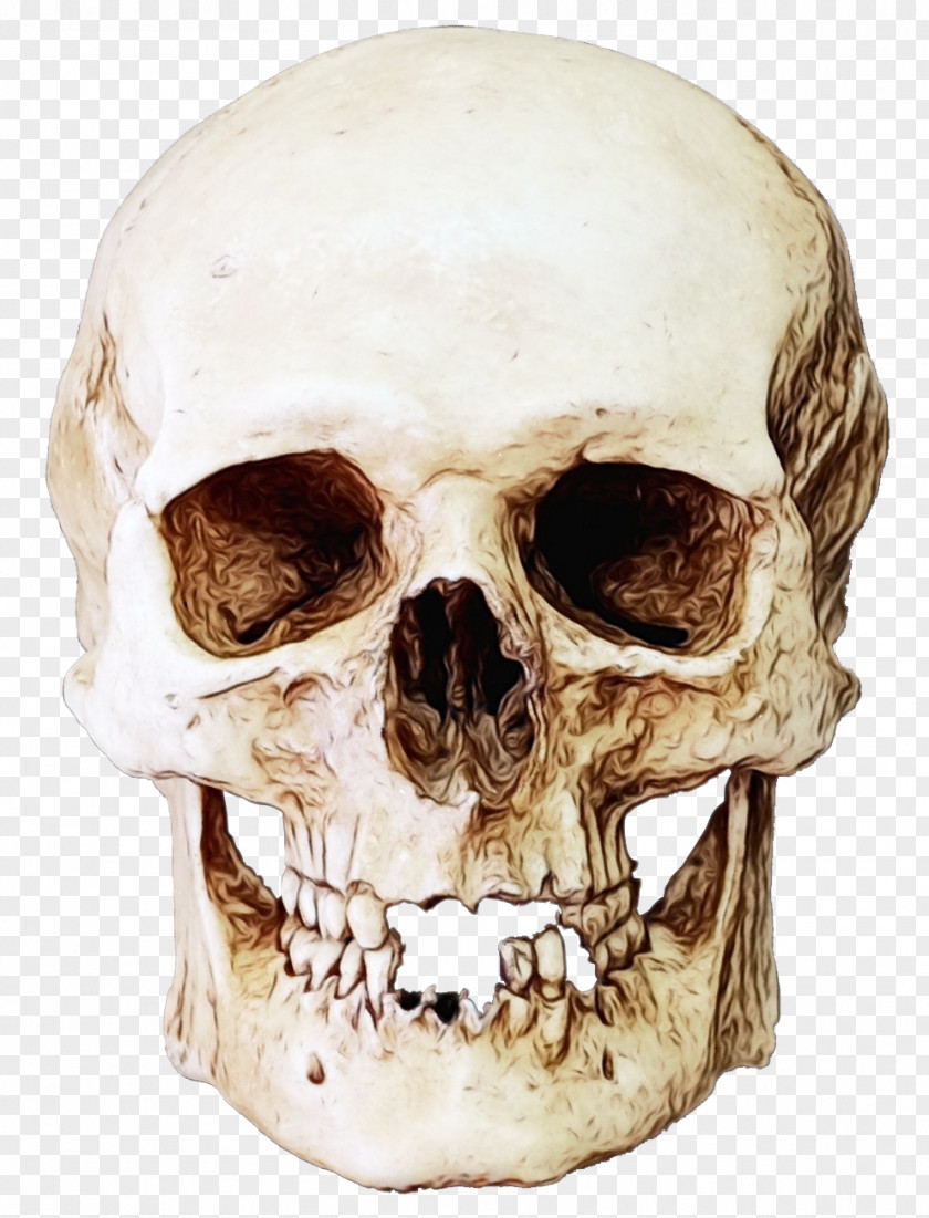 Anthropology Forehead Bone Skull Skeleton Head Jaw PNG