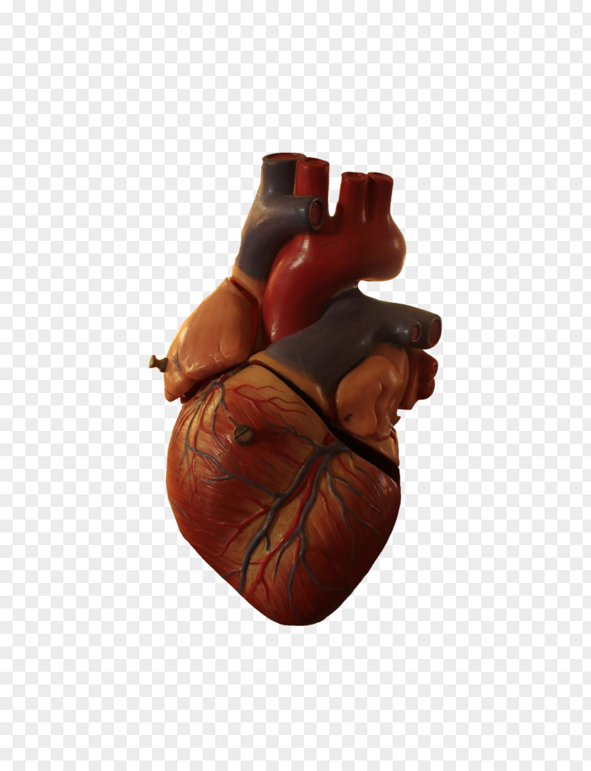 Heart Anatomy Organ PNG Organ, walrus clipart PNG