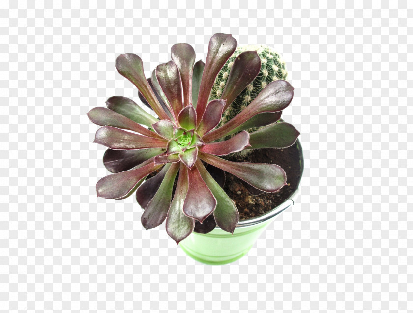 Succulent Cactaceae Flower Plant Leaf Green PNG