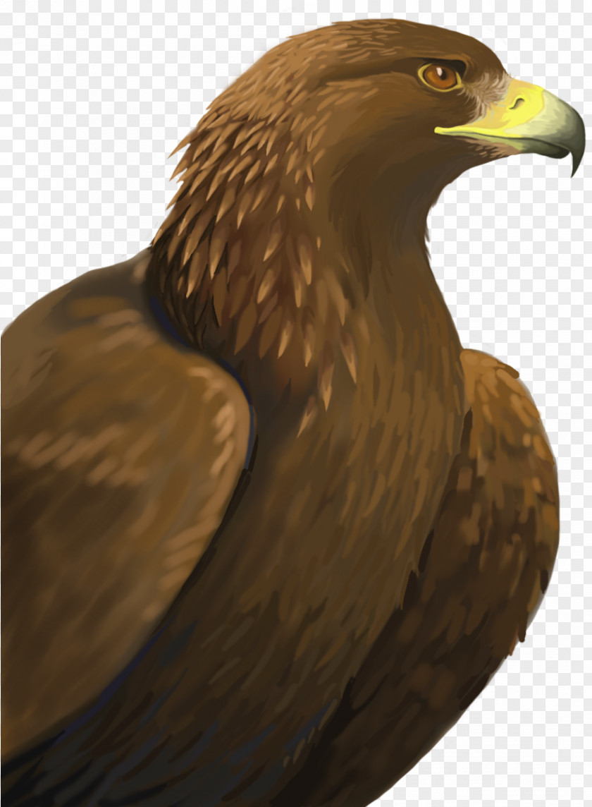 Vulture Falconiformes Golden Background PNG