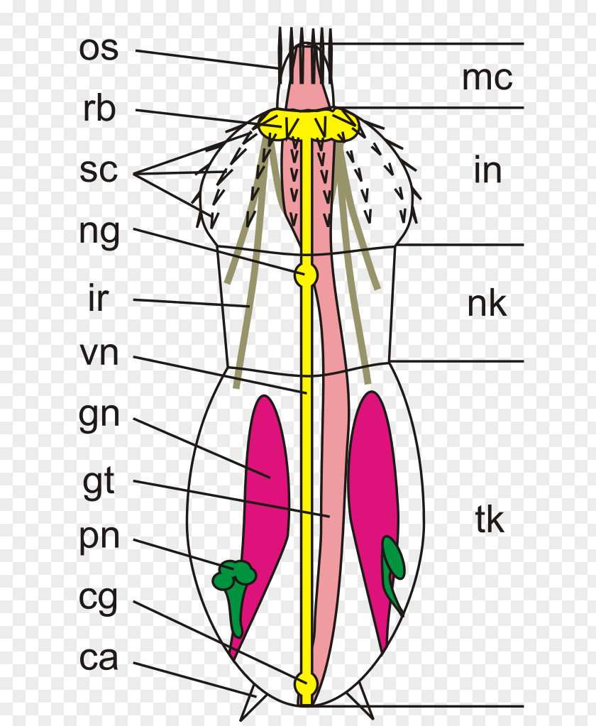 Biologie Kinorhyncha Priapulida Animal Roundworms Anatomy PNG