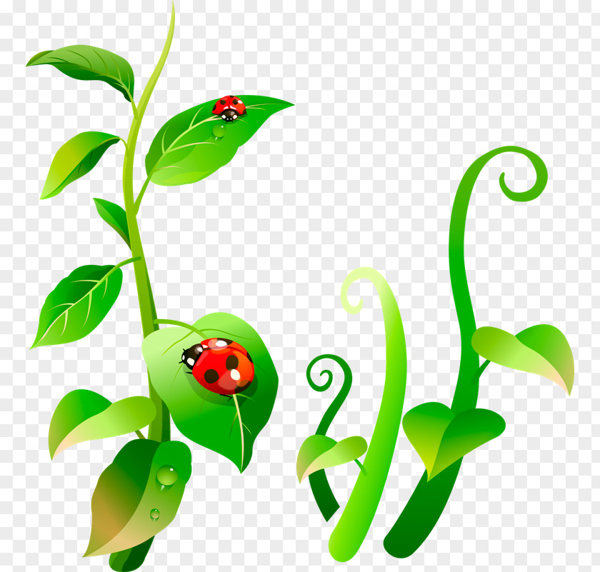 Ladybug Insect Ladybird Aphid Plant Leaf PNG
