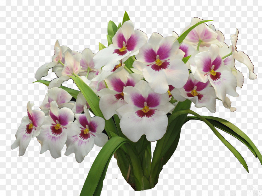 Orquideas Orchids Cut Flowers Colorimetria Capilar 3112 (عدد) PNG
