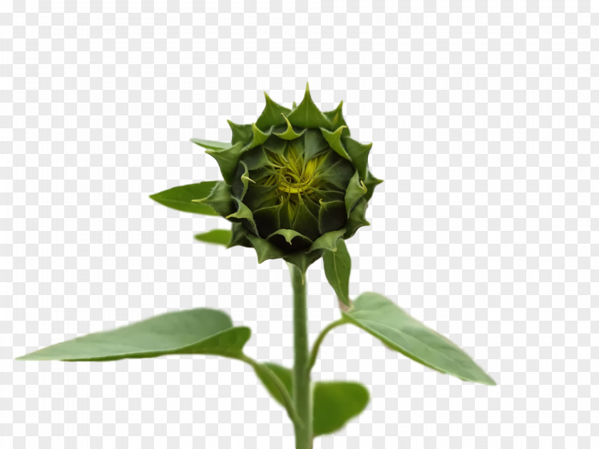 Plant Stem Flower Herbaceous Bud Plants PNG