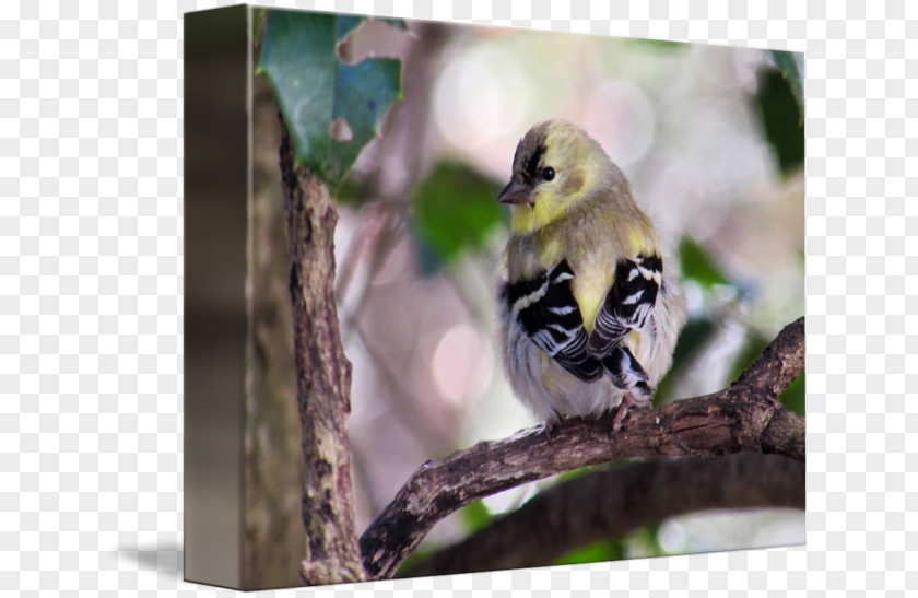 Beak Finches Fauna Wildlife PNG