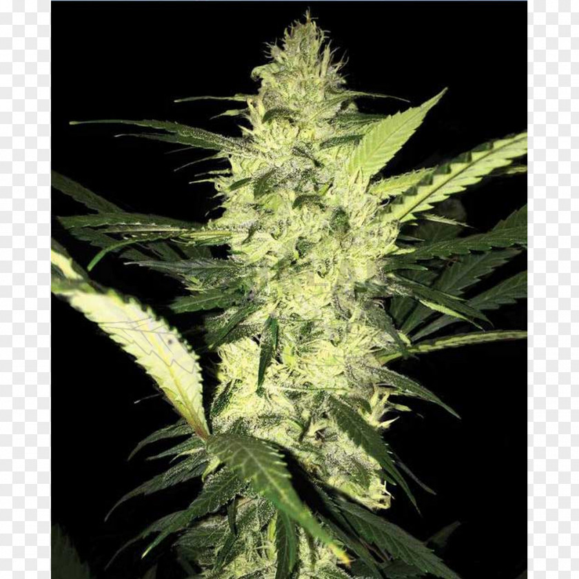 Cannabis T.h. Seeds Medical Kush PNG