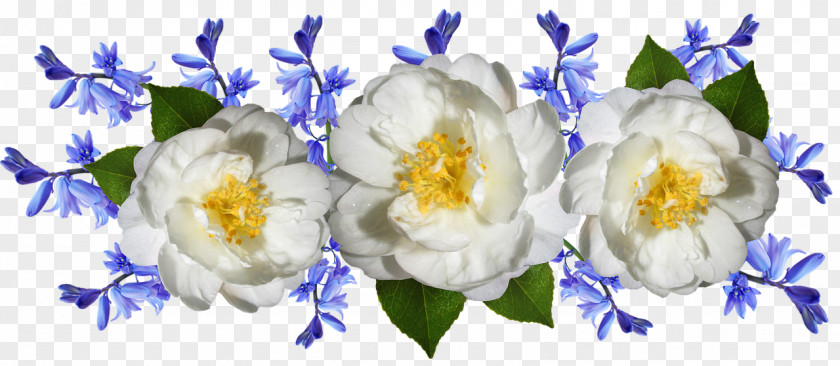 Peony Still Life Flowers Background PNG