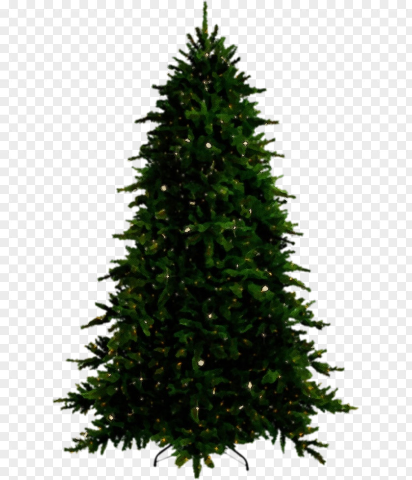 Plant Canadian Fir Shortleaf Black Spruce Balsam Tree Yellow Columbian PNG