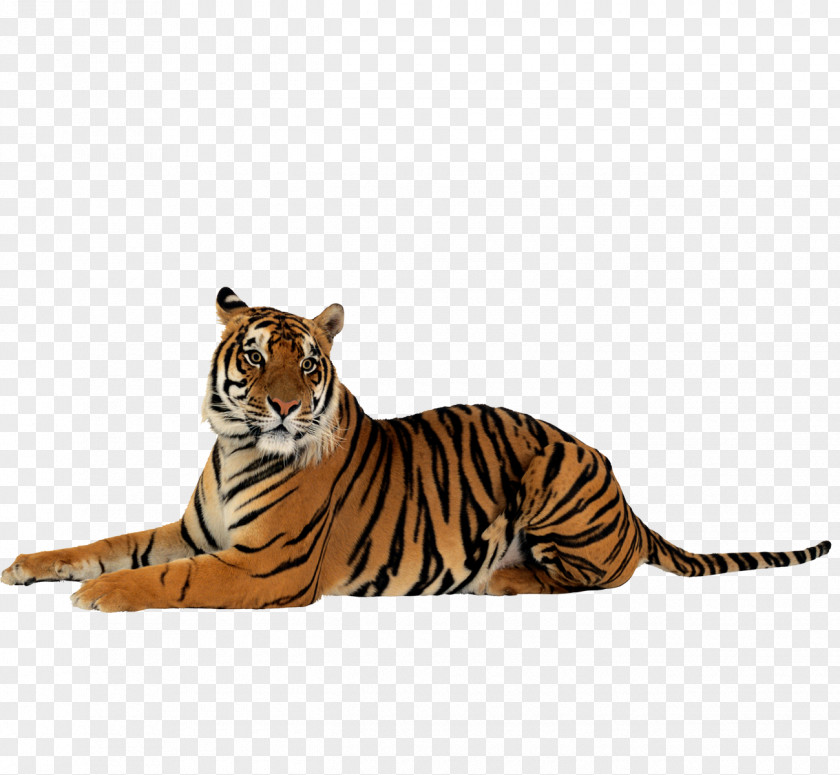 Tigers TigersButtoning Photos Tiger Clip Art PNG