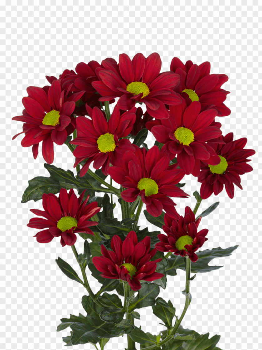 Chrysanthemum Flower Barolo DOCG Plant Garden Roses PNG