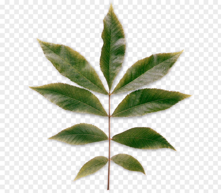 Deciduous Leaves Leaf Carya Cordiformis Pinnation Plant PNG