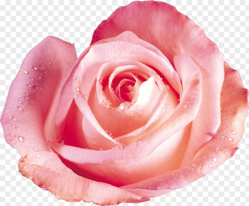 Flower Beach Rose Red Color Dew PNG