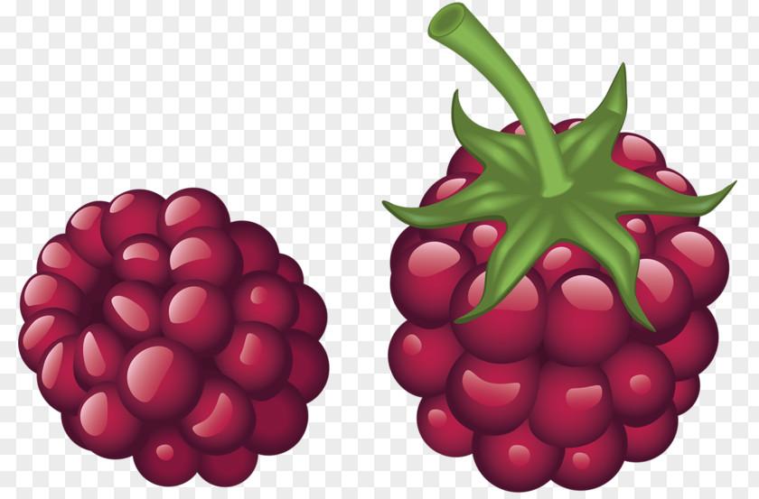 Hand-painted Grapes Red Raspberry Drawing PNG